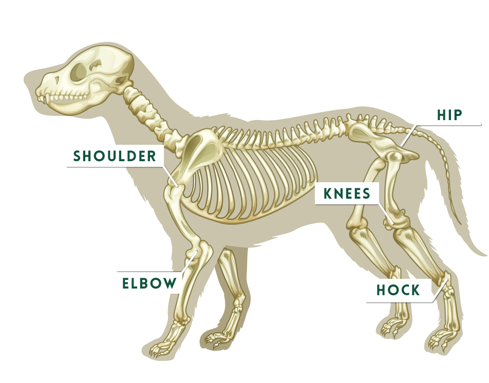 About Joint Health | Joint Health by Ceva Animal Health
